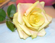 Мастер-класс по лепке королевы цветов – Розы из глины (холодный фарфор